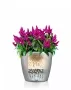 Кашпо LECHUZA CLASSICO Color 18х17 см