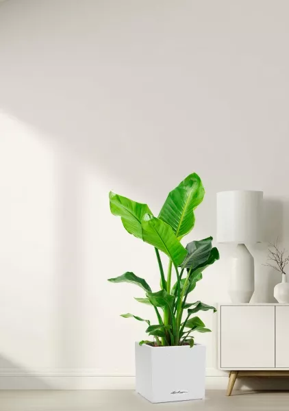 Стрелиция Николай 24/120 в CANTO Stone low 30