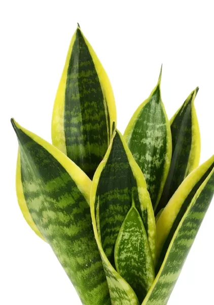 Сансевиерия Футура Суперба 14/40 см в CUBE GLOSSY 16