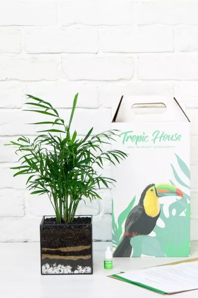 Флорариум с Хамедореей 40 см в кубе