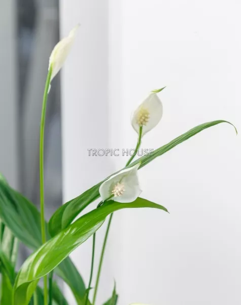 Спатифиллум в CUBE COLOR 14