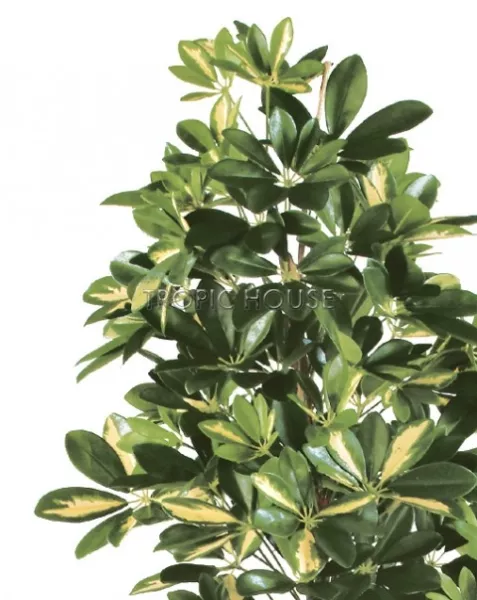 Шеффлера натуральная пёстрая