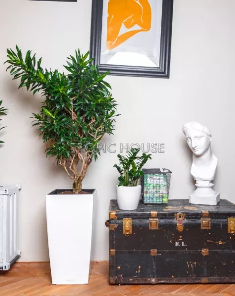 Драцена Песнь Ямайке СUBICO COLOR 30