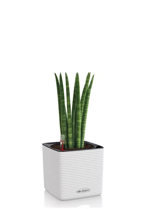 Сансевиерия Цилиндрика в CUBE COLOR 14, белый