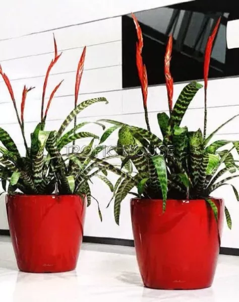 Вриезия тигровая Спленрит 12/35 см