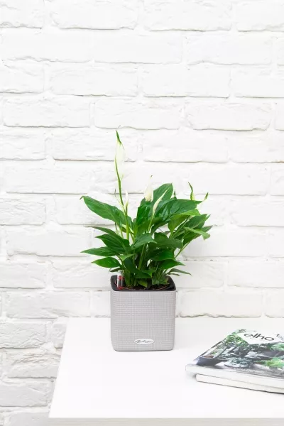 Спатифиллум 12/35 см