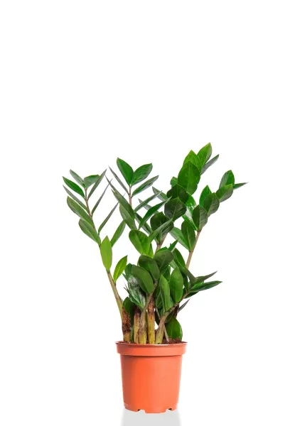 Замиокулькас 12/45 см