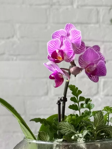 Флорариум с фиттонией