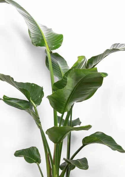 Стрелиция Николай 24/130 см в RONDO 32