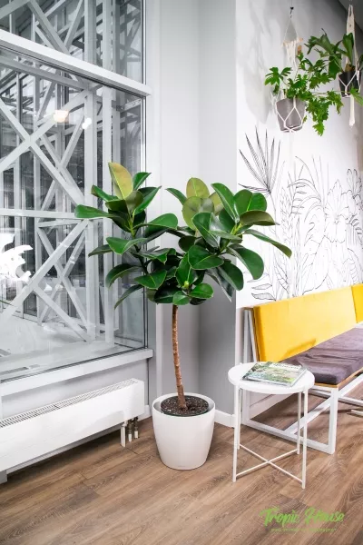 Фикус Эластика Робуста на штамбе в CLASSICO 35