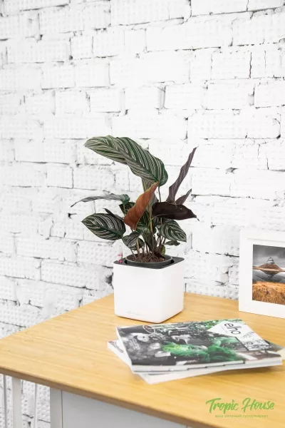 Калатея Сандериана в CUBE GLOSSY 14