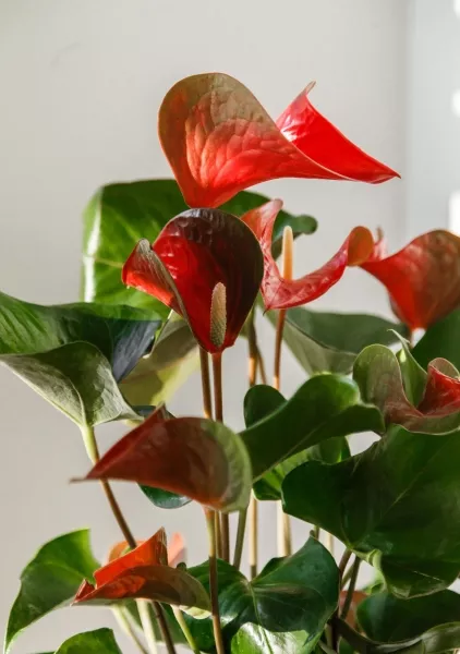 Антуриум красный в CLASSICO LS 21