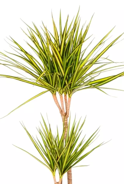 Драцена Маргината Санрей 2 ствола 17/70 см CUBICO 22