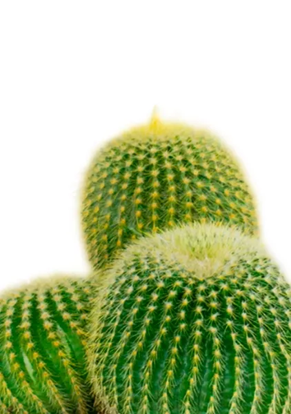 Кактус Пародия Ленингхауза 12/20 см в CUBE COLOR 14