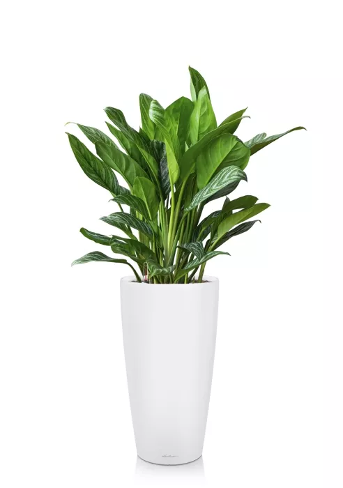 Аглаонема Страйп RONDO 32/90 см, белый матовый