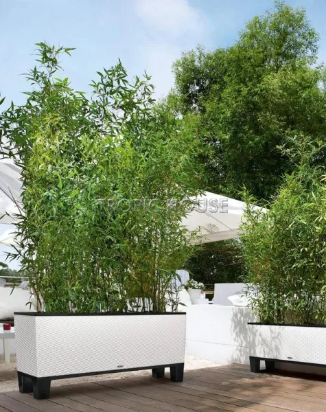 Кашпо LECHUZA TRIO Cottage 30х34 см