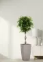 Фикус Бенджамина Экзотика переплетенный в CUBICO COLOR 30