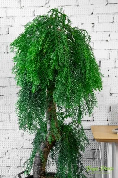 Араукария бонсай 45/140 см