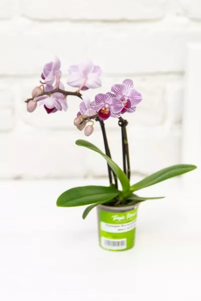 Орхидея Мини микс 5/30 см