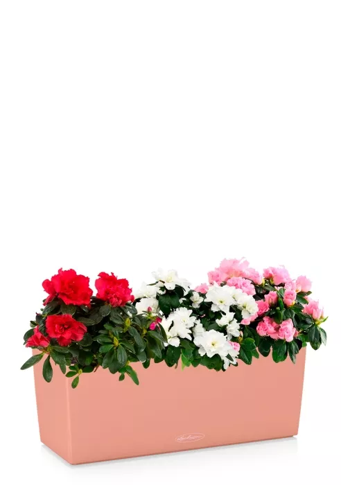 Азалия цветной микс в BALCONERA COLOR 50, коралловый