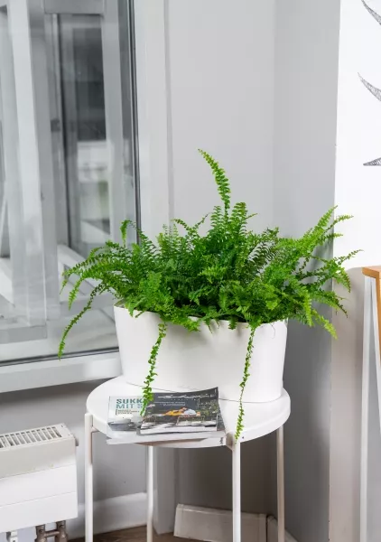 Нефролепис в DELTA 20