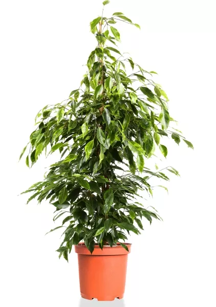 Фикус Бенджамина Анастасия пирамида 27/130 см
