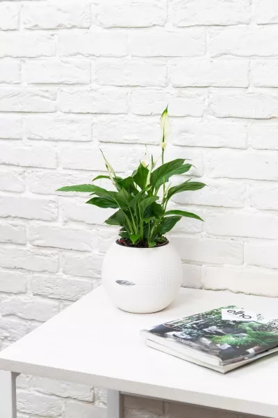 Спатифиллум в PURO 20