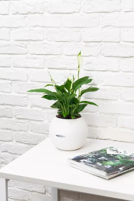 Спатифиллум в PURO 20