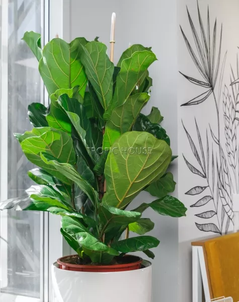 Фикус Лирата 3 ствола в RONDO 40