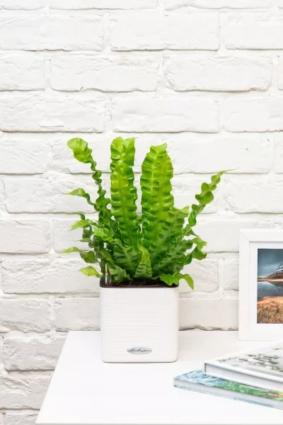 Асплениум Криспи Вейв 12/30 см