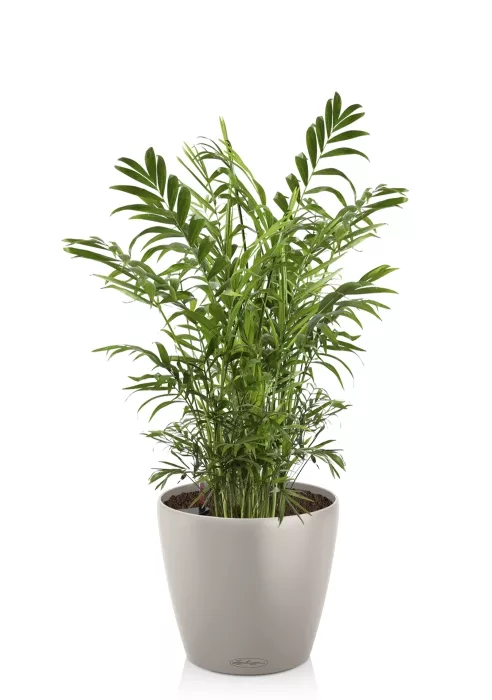 Хамедорея в CLASSICO Color 21, песочно-коричневый