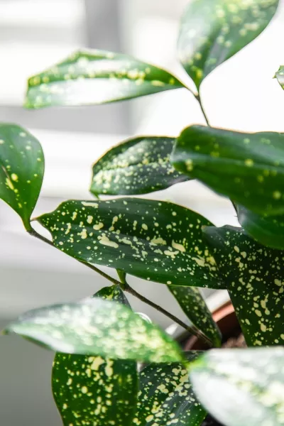 Драцена Суркулоза в CUBE Glossy 14