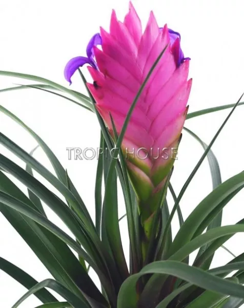 Тилландсия Анита в PURO 20