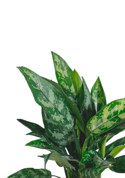 Аглаонема Цитронелле 12/30 см в CUBE GLOSSY KISS 14