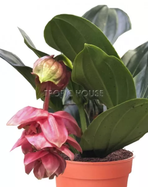 Мединилла в CLASSICO LS 21