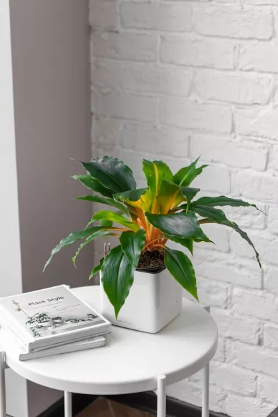 Хлорофитум Фаер Флеш в CUBE GLOSSY 14