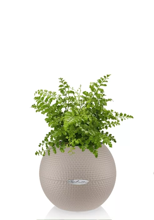 Папоротник Парвати в PURO 20, песочно-коричневый