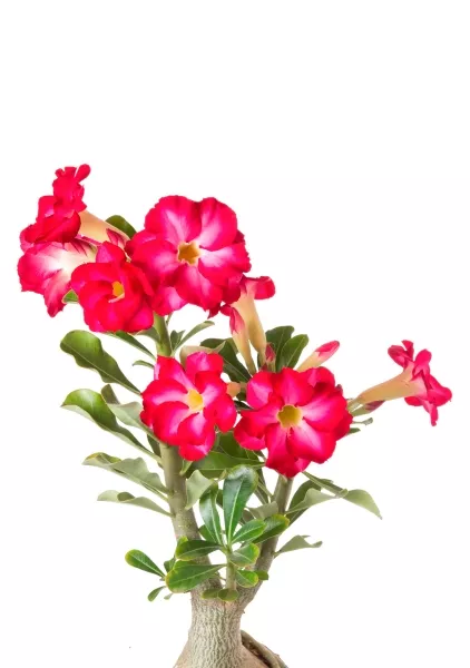 Адениум Пинк Стар 13/25 см в CUBE Glossy 16