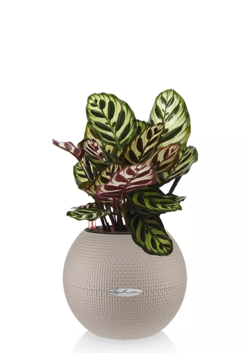 Калатея Макояна в PURO 20, песочно-коричневый