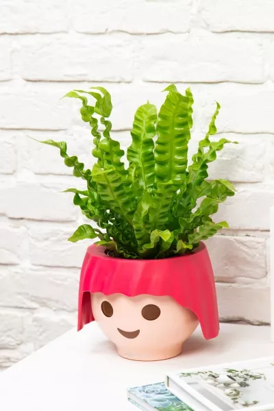 Асплениум Криспи в OJO