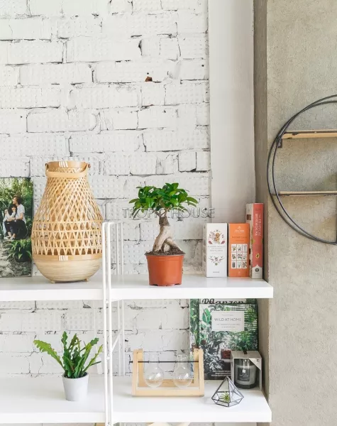 Фикус Микрокарпа 12/30 см