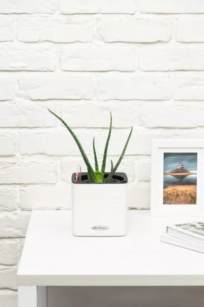 Алоэ Вера в CUBE 14