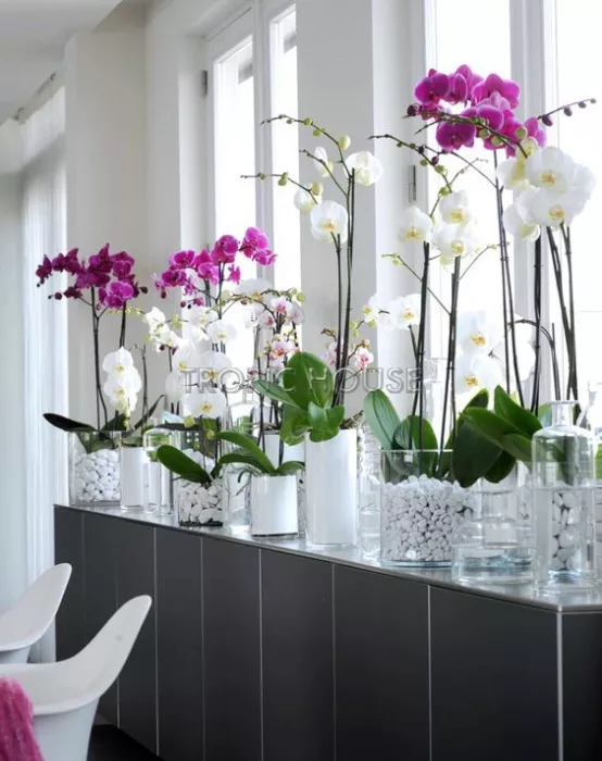 Орхидея Фаленопсис 2 ствола Фуксия 12/60 см