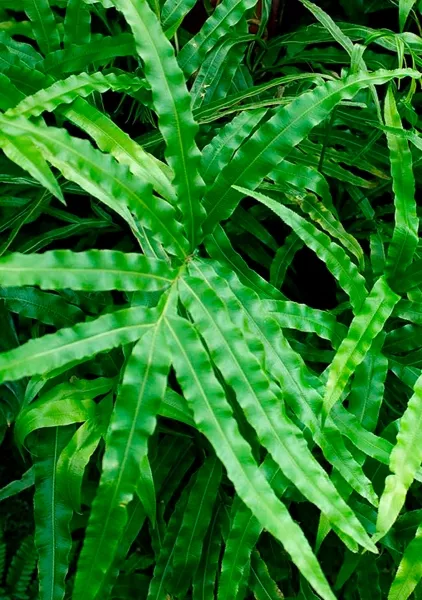 Папоротник Птерис 12/30 см в PURO 20