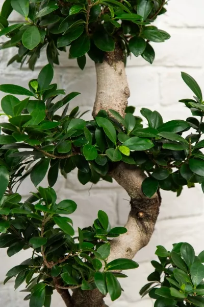 Фикус Микрокарпа Гинсенг 35/110 см