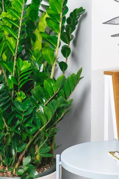 Замиокулькас 30/110 в CUBICO Color 40