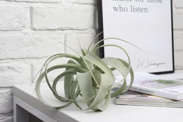 Тилландсия Ксерографика