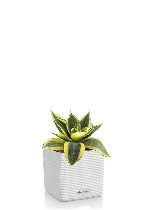 Сансевиерия Голден Хании в CUBE COLOR 14, белый