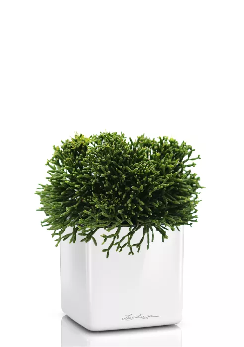 Рипсалис в CUBE Glossy 14, Белый блестящий 