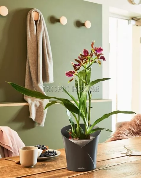 Кашпо LECHUZA ORCHIDEA 18х20 см